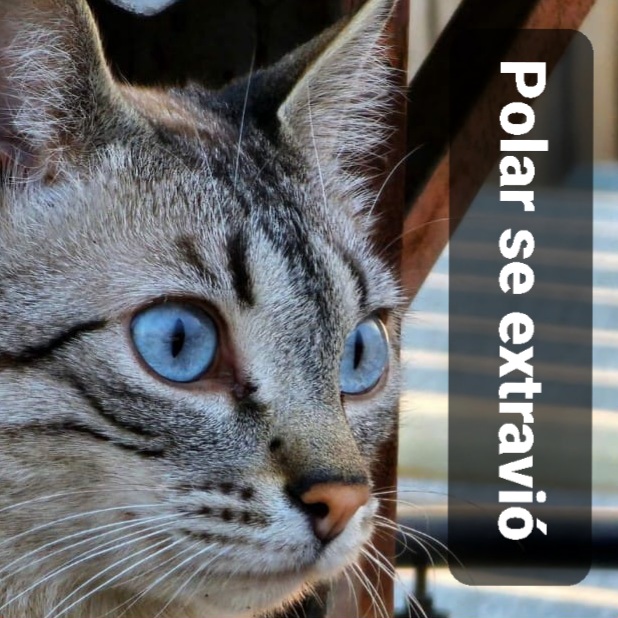 Polar sé extravió 2