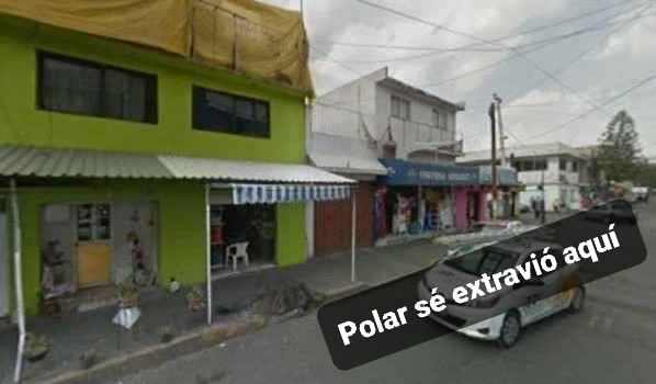 Polar sé extravió aquí 