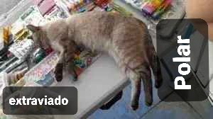 Musi K gato ambiental 